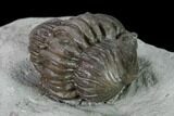 Huge, Wide Enrolled Flexicalymene Trilobite - Ohio #135532-3